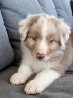 AKC Rhemi, a female Australian Shepherd for sale in Toney, AL – Photo 6 of 10