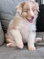 AKC Rhemi, a female Australian Shepherd for sale in Toney, AL – Photo 10 of 10