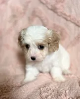 AKC Tinker Bell, a female Cavapoo for sale in Toney, AL – 2 of 6