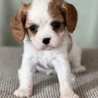 AKC Boman, a male Cavalier King Charles Spaniel for sale in Toney, AL – Photo 1 of 7