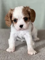 AKC Boman, a male Cavalier King Charles Spaniel for sale in Toney, AL – Photo 1 of 7