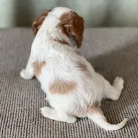 AKC Boman, a male Cavalier King Charles Spaniel for sale in Toney, AL – Photo 6 of 7