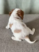 AKC Boman, a male Cavalier King Charles Spaniel for sale in Toney, AL – Photo 6 of 7