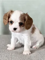 AKC Boman, a male Cavalier King Charles Spaniel for sale in Toney, AL – Photo 2 of 7