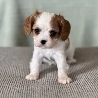 AKC Boman, a male Cavalier King Charles Spaniel for sale in Toney, AL – Photo 3 of 7