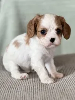 AKC Boman, a male Cavalier King Charles Spaniel for sale in Toney, AL – Photo 5 of 7