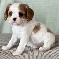AKC Boman, a male Cavalier King Charles Spaniel for sale in Toney, AL – Photo 4 of 7
