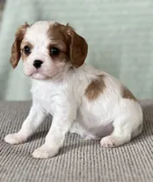 AKC Boman, a male Cavalier King Charles Spaniel for sale in Toney, AL – Photo 4 of 7