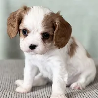 AKC Boman, a male Cavalier King Charles Spaniel for sale in Toney, AL – Photo 7 of 7