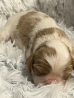 AKC Princess Fancy, a female Cavalier King Charles Spaniel for sale in Toney, AL – 4 of 5