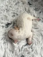 CKC Carlton, a male Cavapoo for sale in Toney, AL – 3 of 6