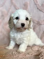 AKC Rainee, a female Cavapoo for sale in Toney, AL – 2 of 9