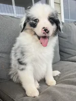 AKC Merrel, a male Australian Shepherd for sale in Toney, AL – Photo 3 of 5