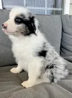 AKC Merrel, a male Australian Shepherd for sale in Toney, AL – Photo 4 of 5