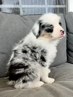 AKC Merrel, a male Australian Shepherd for sale in Toney, AL – Photo 2 of 5