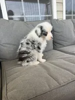 AKC Merrel, a male Australian Shepherd for sale in Toney, AL – Photo 5 of 5