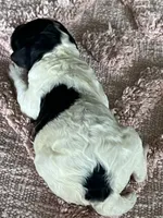AKC HarLee D, a female Poodle - Standard  for sale in Toney, AL – 2 of 6