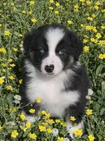 AKC Sydney, a female Australian Shepherd for sale in Toney, AL – Photo 2 of 6