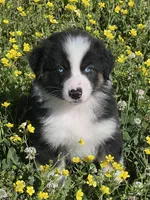 AKC Sydney, a female Australian Shepherd for sale in Toney, AL – Photo 5 of 6