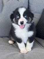 AKC Sydney, a female Australian Shepherd for sale in Toney, AL – Photo 3 of 6