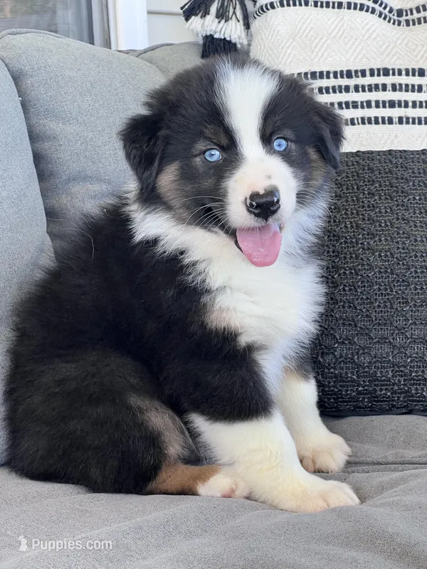 AKC Sydney – Australian Shepherd puppy for sale in Toney, AL