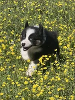 AKC Sydney, a female Australian Shepherd for sale in Toney, AL – Photo 4 of 6