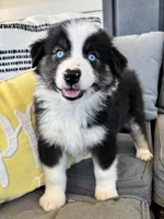 AKC Sydney, a female Australian Shepherd for sale in Toney, AL – Photo 6 of 6