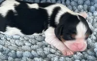 AKC Harry, a male Cavalier King Charles Spaniel for sale in Toney, AL – 1 of 7