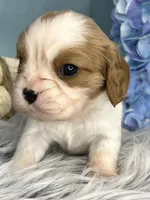 AKC Bentley , a male Cavalier King Charles Spaniel for sale in Toney, AL – Photo 3 of 7