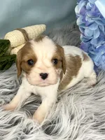 AKC Bentley , a male Cavalier King Charles Spaniel for sale in Toney, AL – Photo 2 of 7