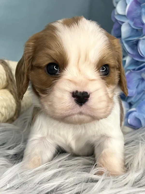 AKC Bentley  – Cavalier King Charles Spaniel puppy for sale in Toney, AL