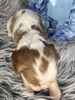 AKC Bentley , a male Cavalier King Charles Spaniel for sale in Toney, AL – Photo 7 of 7