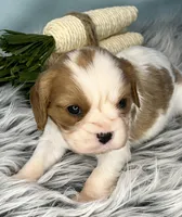 AKC Bentley , a male Cavalier King Charles Spaniel for sale in Toney, AL – Photo 4 of 7