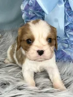 AKC Bentley , a male Cavalier King Charles Spaniel for sale in Toney, AL – Photo 5 of 7