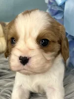 AKC Bentley , a male Cavalier King Charles Spaniel for sale in Toney, AL – Photo 6 of 7