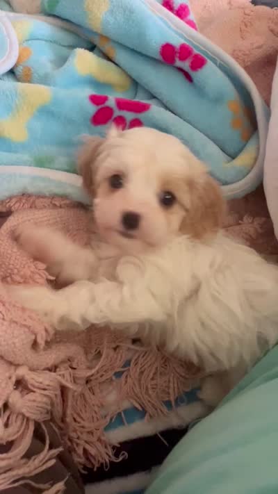 AKC Tinker Bell, a female Cavapoo for sale in Toney, AL – 3 of 6