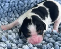 AKC Charles, a male Cavalier King Charles Spaniel for sale in Toney, AL – 4 of 9