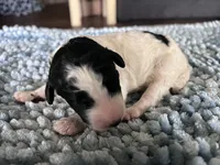 AKC Dior 2, a male Poodle - Standard  for sale in Toney, AL – 6 of 7