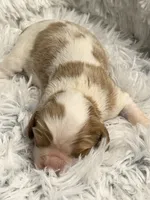 AKC Princess Fancy, a female Cavalier King Charles Spaniel for sale in Toney, AL – 2 of 5
