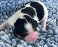 AKC Charles, a male Cavalier King Charles Spaniel for sale in Toney, AL – 5 of 9