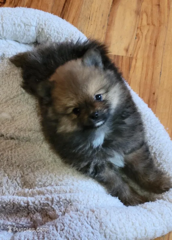 Finnigan – Pomeranian puppy for sale in Central Point, OR
