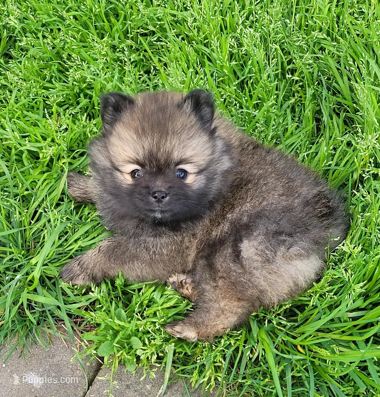 Doddger – Pomeranian puppy for sale in Central Point, OR