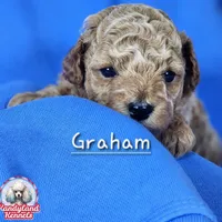 Graham, a male Poodle - Miniature  for sale in Hoagland, IN – Photo 2 of 5