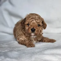 Graham, a male Poodle - Miniature  for sale in Hoagland, IN – Photo 1 of 5