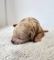 Graham, a male Poodle - Miniature  for sale in Hoagland, IN – Photo 5 of 5