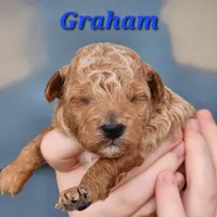 Graham, a male Poodle - Miniature  for sale in Hoagland, IN – Photo 3 of 5