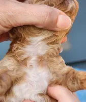 Graham, a male Poodle - Miniature  for sale in Hoagland, IN – Photo 4 of 5