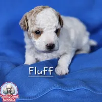 Fluff, a male Poodle - Miniature  for sale in Hoagland, IN – Photo 2 of 9