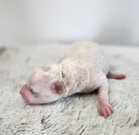 Fluff, a male Poodle - Miniature  for sale in Hoagland, IN – Photo 9 of 9