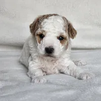 Fluff, a male Poodle - Miniature  for sale in Hoagland, IN – Photo 1 of 9